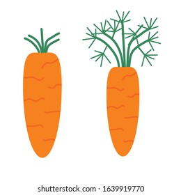 Carrot vector icon. Carrot icon isolated on white background. Veg icon illustration.