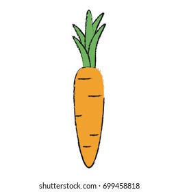 carrot vector illustration