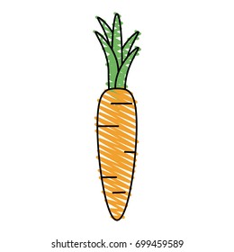 carrot vector illustration