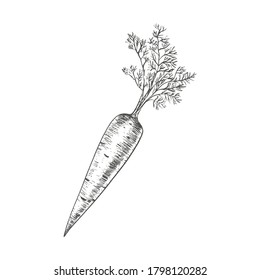 Carrot vector illustration in black and white colors. Hand-drawn.