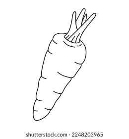 Carrot vector illustration. Cartoon Carrot vegetable. Carrot hand draw isolated.