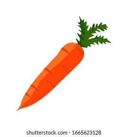Carrot vector illustration design with white background.