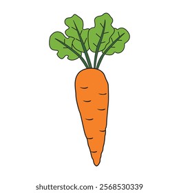 Carrot vector illustration. fresh orange carrot with green leaves.