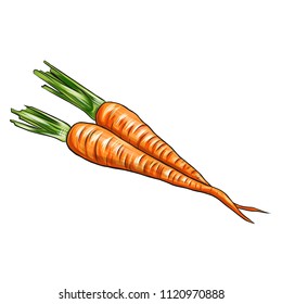 Carrot Vector Illustration. Healthy food. Vegetables.