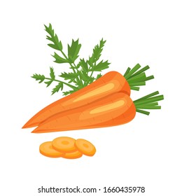 Carrot vector illustration. Carrot icon. Fresh healthy food - organic natural food isolated on white. Carrots vector background