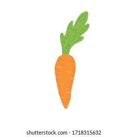 Carrot vector illustration isolated. Concept of healthy food, vegetable. Carrot have abstract, simple cartoon, hand drawn style.