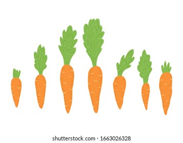 Carrot vector illustration isolated set. Concept of healthy food, vegetable for background, icon design. Carrot have abstract, simple cartoon, hand drawn style.