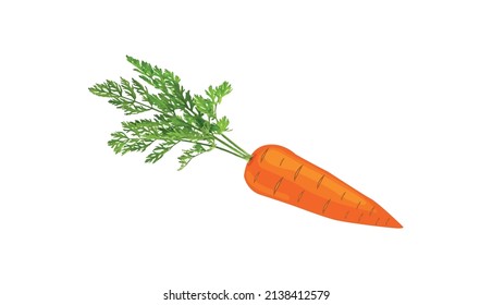 Carrot vector illustration with leaf. Carrot drawing, vegetable designer. vector carrot icon. vector illustration on white background