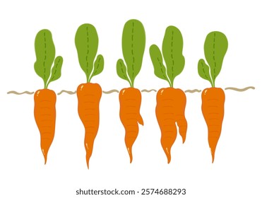 Carrot vector illustration, two full carrots, orange with green leaf vector illustration on white background.