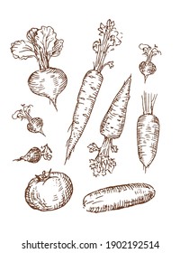 Carrot vector illustration. Vegetables, beetroot. Tomato, cucumber, root. Healthy food set.