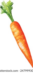 carrot vector illustration in watercolour style