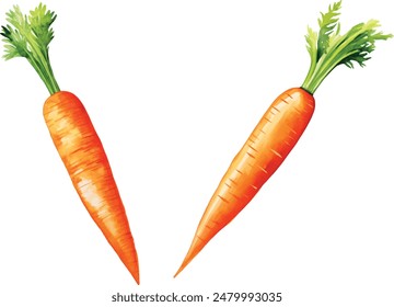 carrot vector illustration in watercolour style