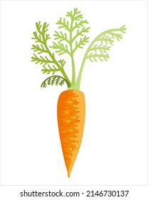 Carrot vector illustration. Whole vegetable. Suitable for any designs and decorations related to organic food, vegetarian, vegan and garden.