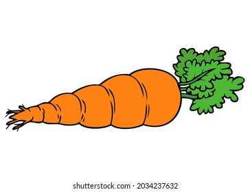 carrot vector illustration,isolated on white background,top view