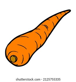 carrot vector illustration,isolated on white background,top view