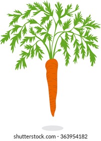 Carrot, vector illustrations on a transparent background
