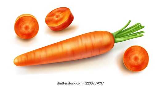 Carrot vector isolated illustration. Orange sliced vegetable with green leaves and shadow in realistic style on white background