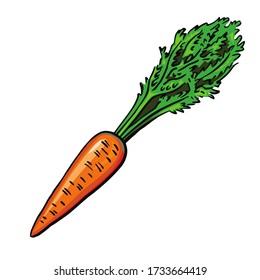 Carrot.
Vector is isolated on a white background. Hand drawing. Garden vegetable.