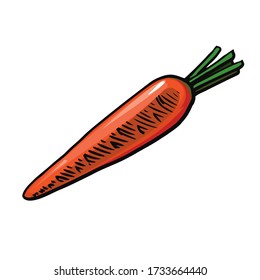 Carrot.
Vector is isolated on a white background. Hand drawing. Garden vegetable.
