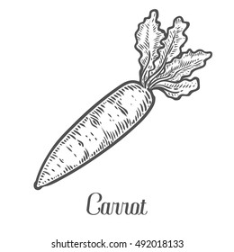 Carrot vector. Isolated on white background. Carrot food ingredient. Engraved hand drawn illustration in retro vintage style. Organic Food, sauce, dishes component