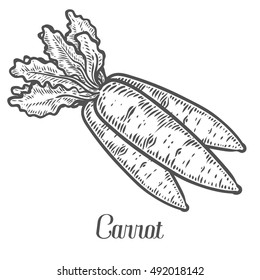 Carrot vector. Isolated on white background. Carrot food ingredient. Engraved hand drawn illustration in retro vintage style. Organic Food, sauce, dishes component
