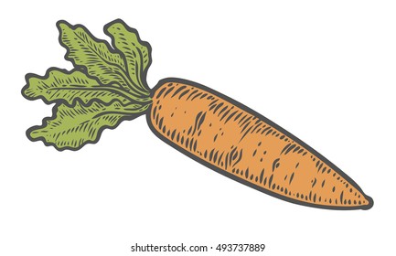 Carrot vector. Isolated on white background. Carrot food ingredient. Engraved hand drawn illustration in retro vintage style. Organic Food, sauce, dishes component