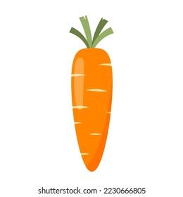 Carrot vector. Carrot on white background.