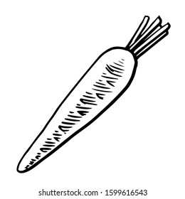 Carrot. Vector. Outline drawing of a vegetable on a white background. Sketch. Drawing marker on paper. Isolated object.