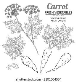 carrot vector set on white background