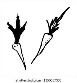 carrot vector sketch