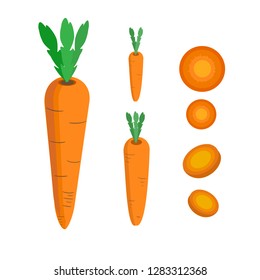 Carrot vector. Carrot slice, long carrot, baby carrot, orange vegetable set collection.