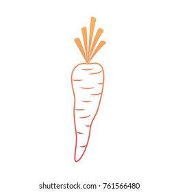 carrot vegetable in degraded orange to magenta color contour