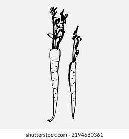 Carrot vegetable doodle sketch. Vector drawing of food.