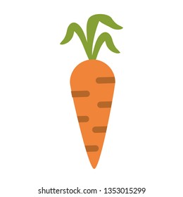 Carrot vegetable food