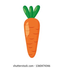 carrot vegetable fresh