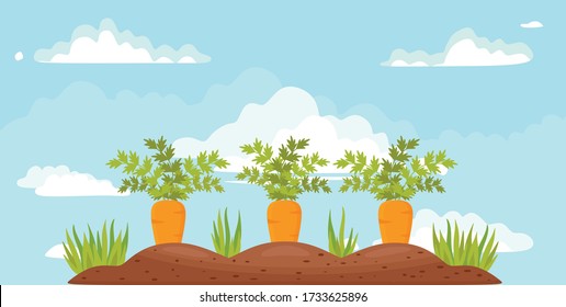 Carrot vegetable grows in the garden in the soil organic background. Vector illustration