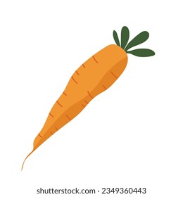The carrot vegetable, hand drawn daucus carota or wortel, cartoon flat illustration