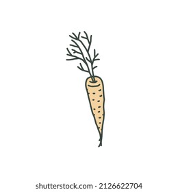 Carrot vegetable in hand drawn doodle style, vector illustration isolated on white background. Cooking ingredient full of vitamins and carotene.