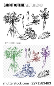 Carrot vegetable  hand drawn sketches. Set of elements isolated on transparent background. Great for design patterns, packages, decorations