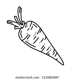 Carrot, vegetable harvest, linear vector icon in doodle style