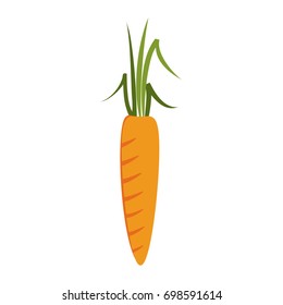carrot vegetable icon image 