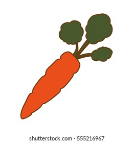 carrot vegetable icon image vector illustration design 