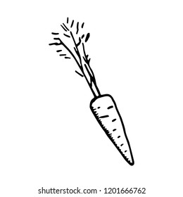 carrot vegetable icon. isolated object.