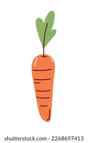 carrot vegetable icon isolated white background