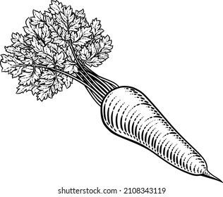 Carrot vegetable illustration in a vintage retro woodcut etching style.