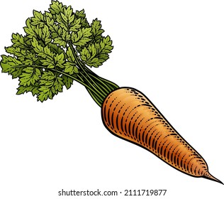 Carrot vegetable illustration in a vintage retro woodcut etching style.