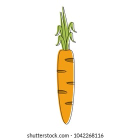 Carrot vegetable isolated