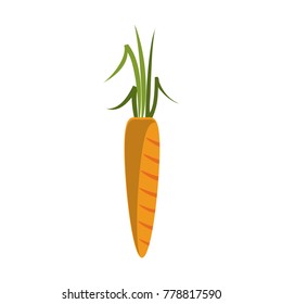 Carrot vegetable isolated