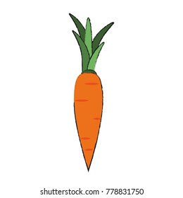 Carrot vegetable isolated