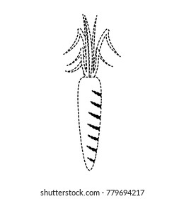 Carrot vegetable isolated